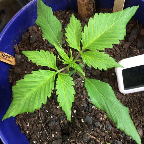 Bruce Banner growlog photo: Shitcanned the space heater
Added the heat lamp 
and this happened