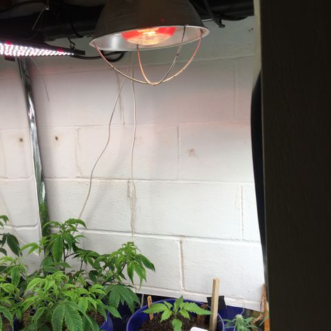 #epicgrowoff growlog timeline photo