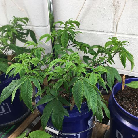 Cheese puffs growlog photo: After a few hours under the heat lamp. This is a huge breakthrough!