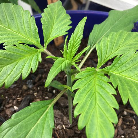 Bruce Banner growlog photo: By the end of the day