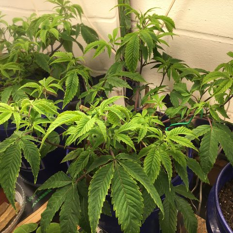 Cheese puffs growlog timeline photo