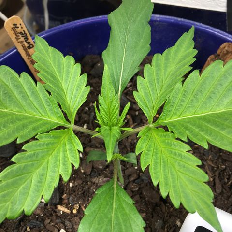 Bruce Banner growlog timeline photo