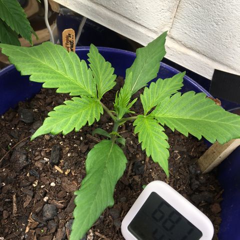 Bruce Banner growlog timeline photo