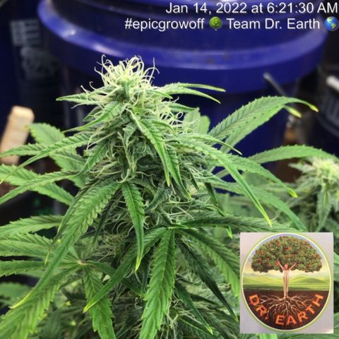 #epicgrowoff growlog timeline photo