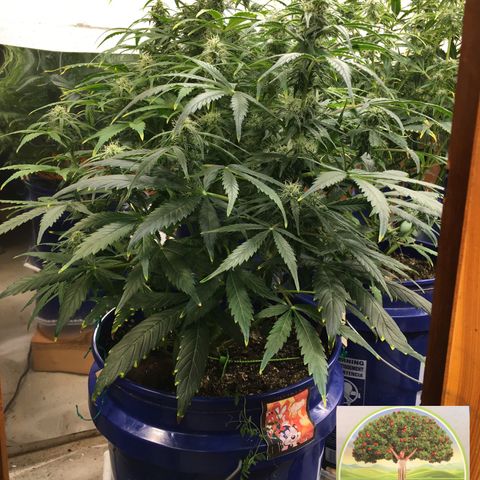 #epicgrowoff growlog timeline photo
