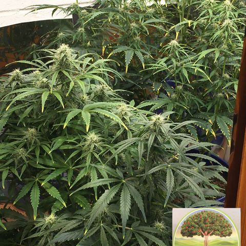 #epicgrowoff growlog timeline photo