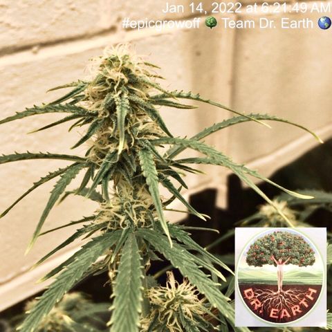 #epicgrowoff growlog timeline photo