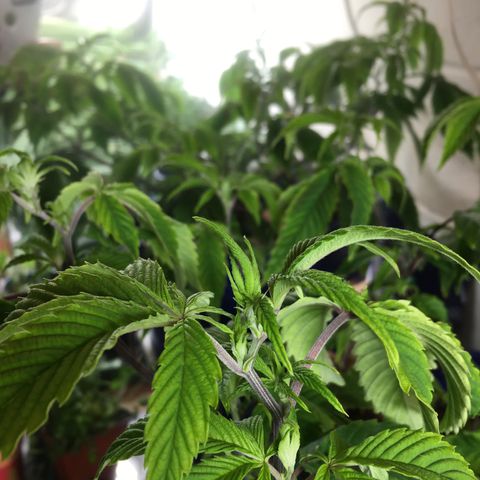 Cheese puffs growlog timeline photo