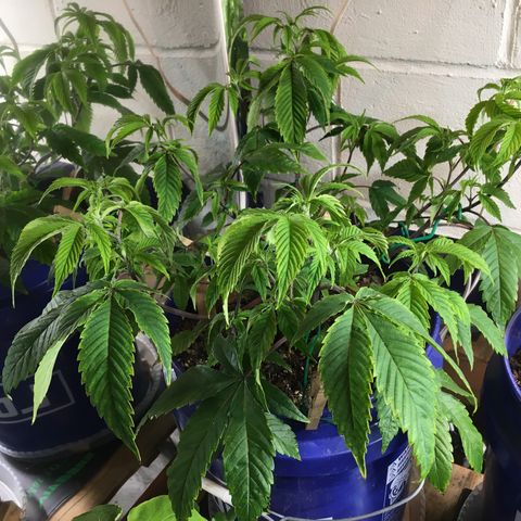 Cheese puffs growlog timeline photo