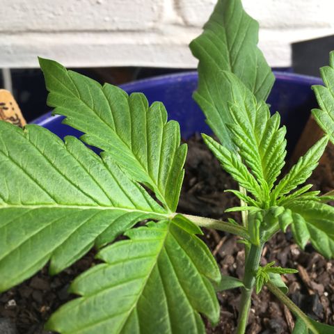 Bruce Banner growlog timeline photo