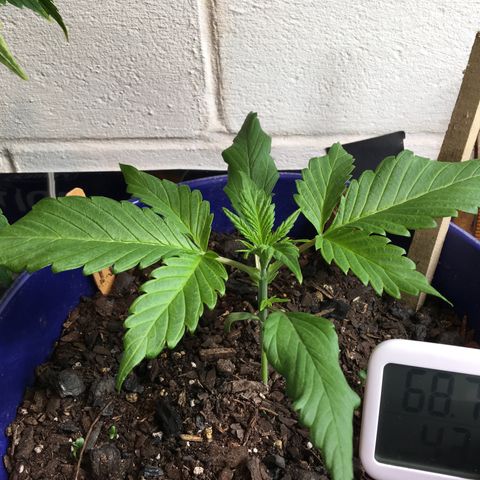 Bruce Banner growlog timeline photo