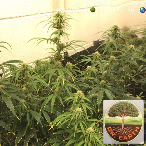 #epicgrowoff growlog timeline photo