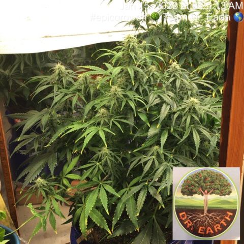 #epicgrowoff growlog timeline photo