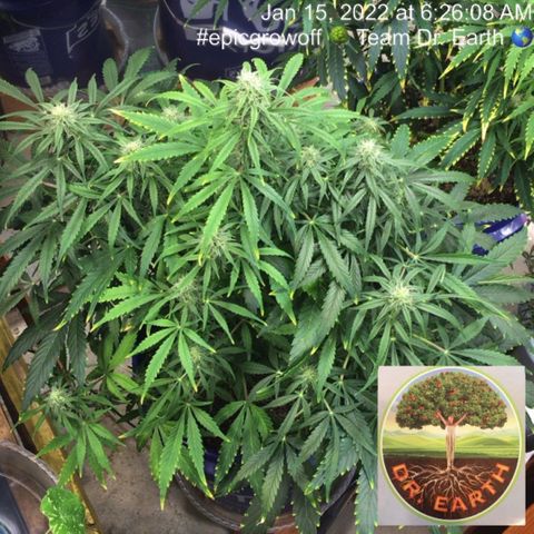 #epicgrowoff growlog timeline photo