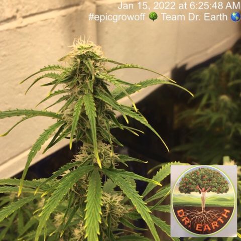 #epicgrowoff growlog timeline photo