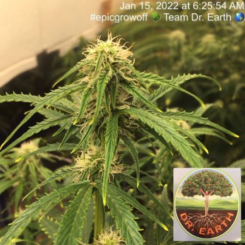 #epicgrowoff growlog timeline photo