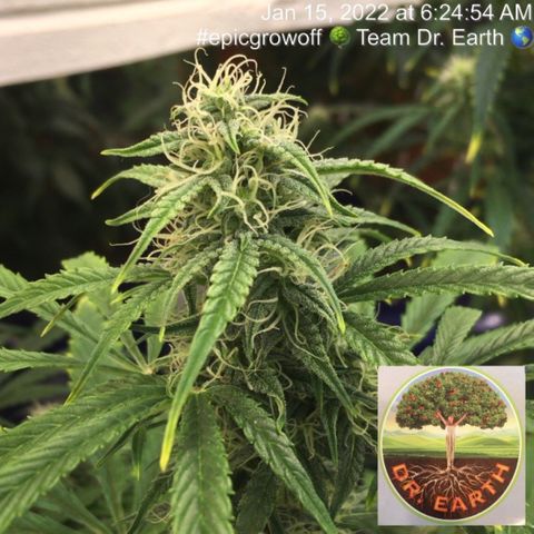 #epicgrowoff growlog timeline photo
