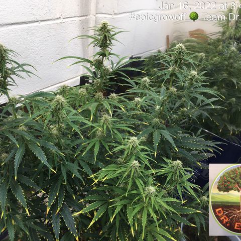 #epicgrowoff growlog timeline photo