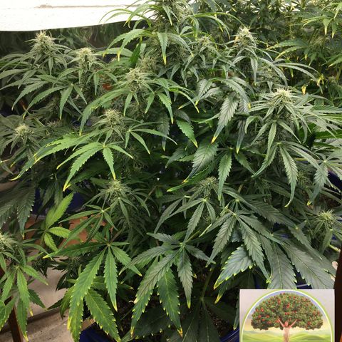 #epicgrowoff growlog timeline photo