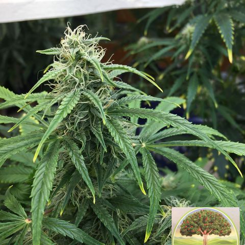 #epicgrowoff growlog timeline photo
