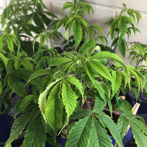 Cheese puffs growlog photo: She looks under watered but I think she is actually recovering from being overwatered. Going to let her dry out completely then give her a good soil drench. Should be another day or two. 
