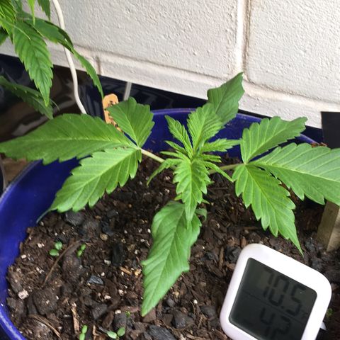 Bruce Banner growlog timeline photo