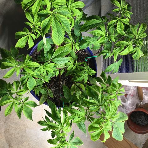 Cheese puffs growlog timeline photo