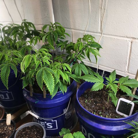 Cheese puffs growlog timeline photo