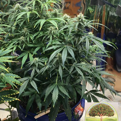 #epicgrowoff growlog timeline photo