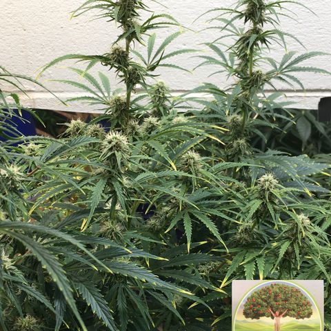 #epicgrowoff growlog timeline photo