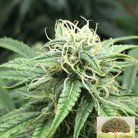 #epicgrowoff growlog timeline photo