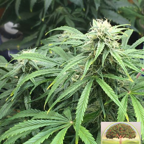 #epicgrowoff growlog timeline photo