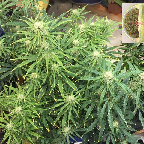 #epicgrowoff growlog timeline photo