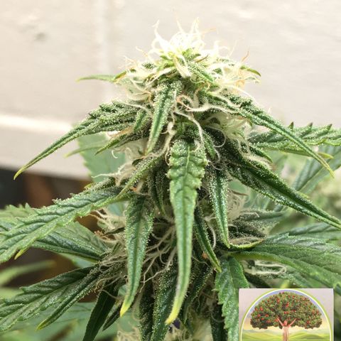 #epicgrowoff growlog timeline photo