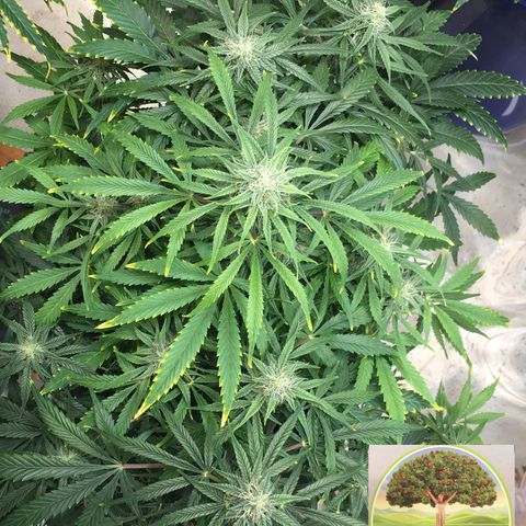 #epicgrowoff growlog timeline photo