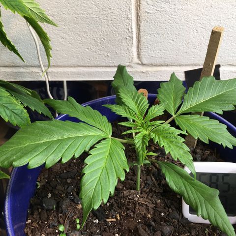 Bruce Banner growlog timeline photo