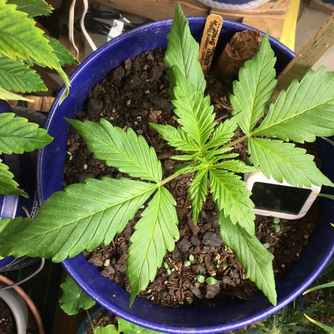Bruce Banner growlog timeline photo