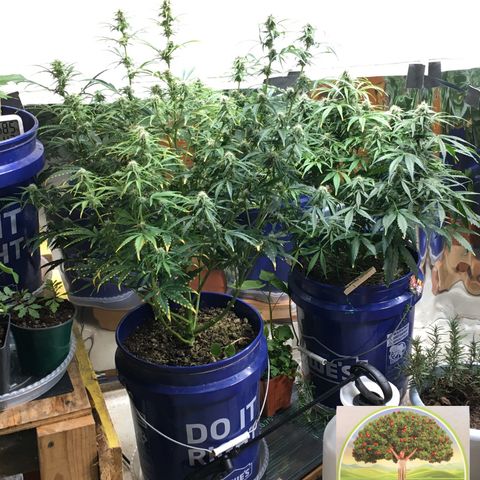 #epicgrowoff growlog timeline photo
