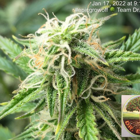 #epicgrowoff growlog timeline photo