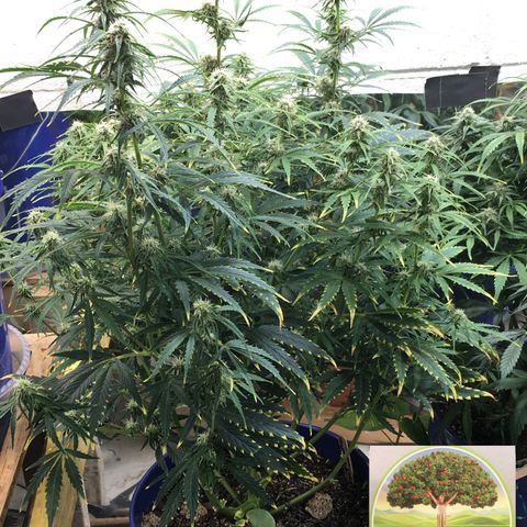 #epicgrowoff growlog timeline photo