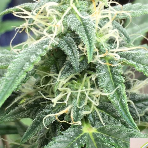 #epicgrowoff growlog timeline photo