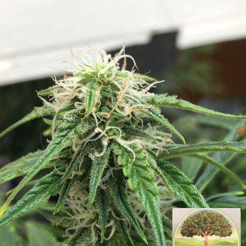 #epicgrowoff growlog timeline photo