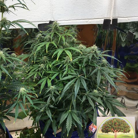 #epicgrowoff growlog timeline photo