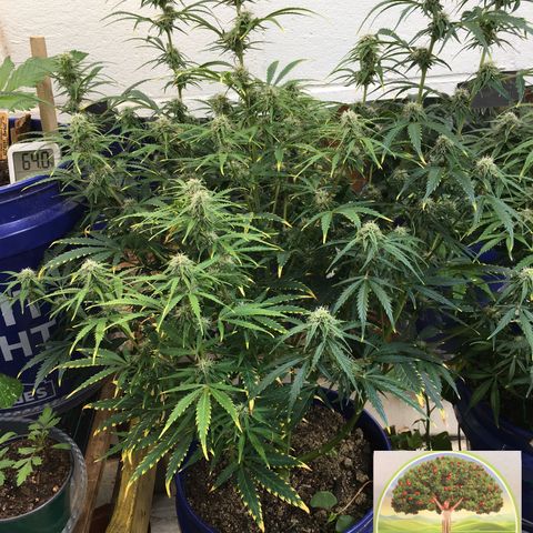 #epicgrowoff growlog timeline photo