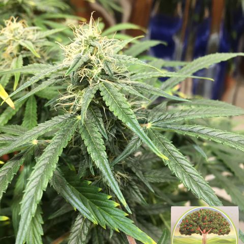 #epicgrowoff growlog timeline photo