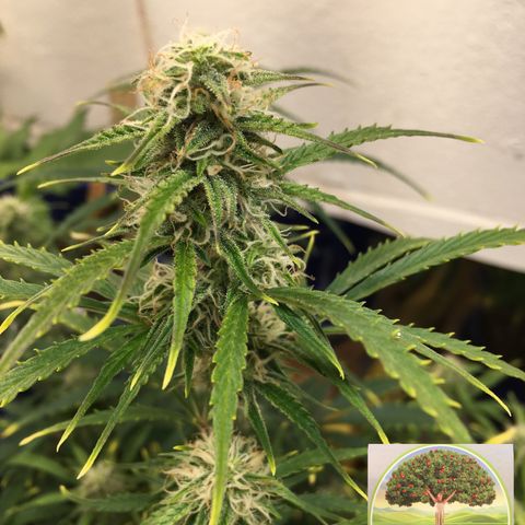 #epicgrowoff growlog timeline photo