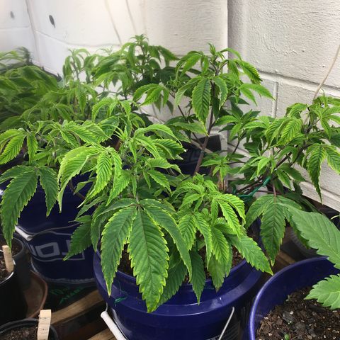 Cheese puffs growlog timeline photo