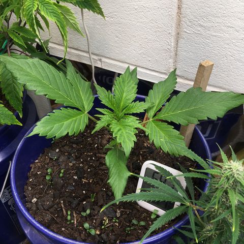 Bruce Banner growlog timeline photo
