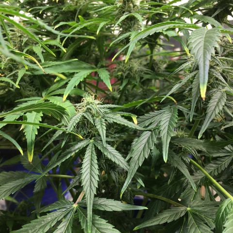#epicgrowoff growlog timeline photo