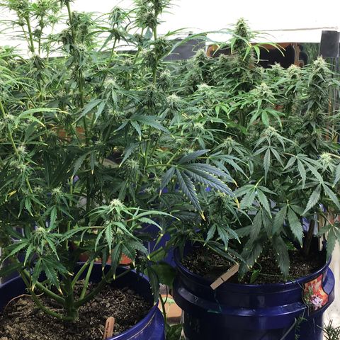 #epicgrowoff growlog timeline photo
